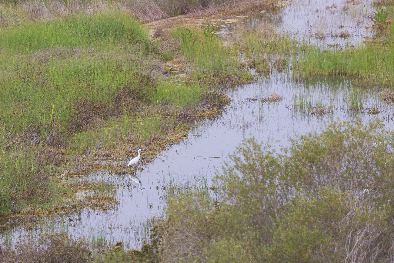 Seidenreiher [Egretta garzetta]