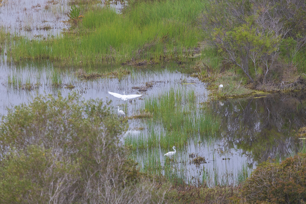 Seidenreiher [Egretta garzetta]