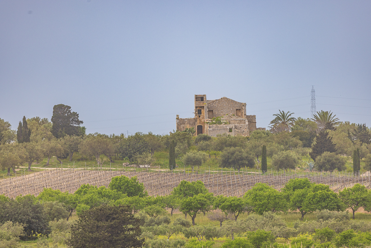 Ruine hinter Weinreben