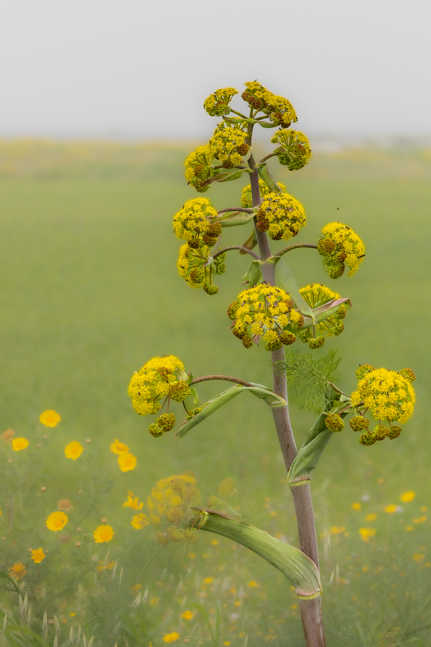 Riesenfenchel [Ferula communis]