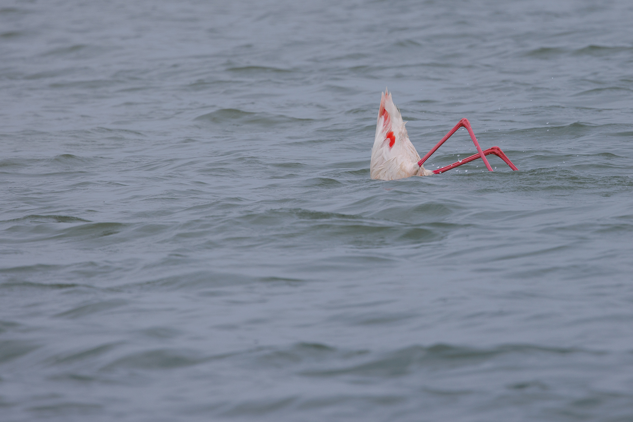 ... Köpfchen in das Wasser, Schwänzchen in die Höh'