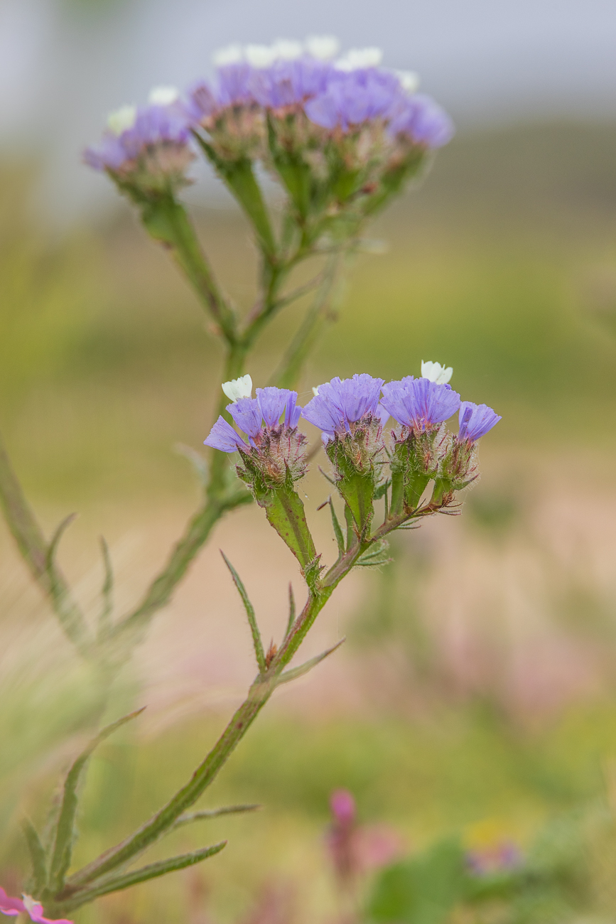 Geflügelter Strandflieder [Limonium sinuatum]