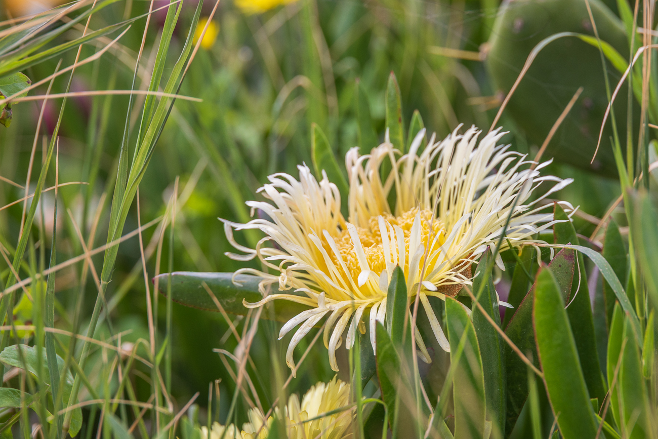 Hottentottenfeige [Carpobrotus edulis]