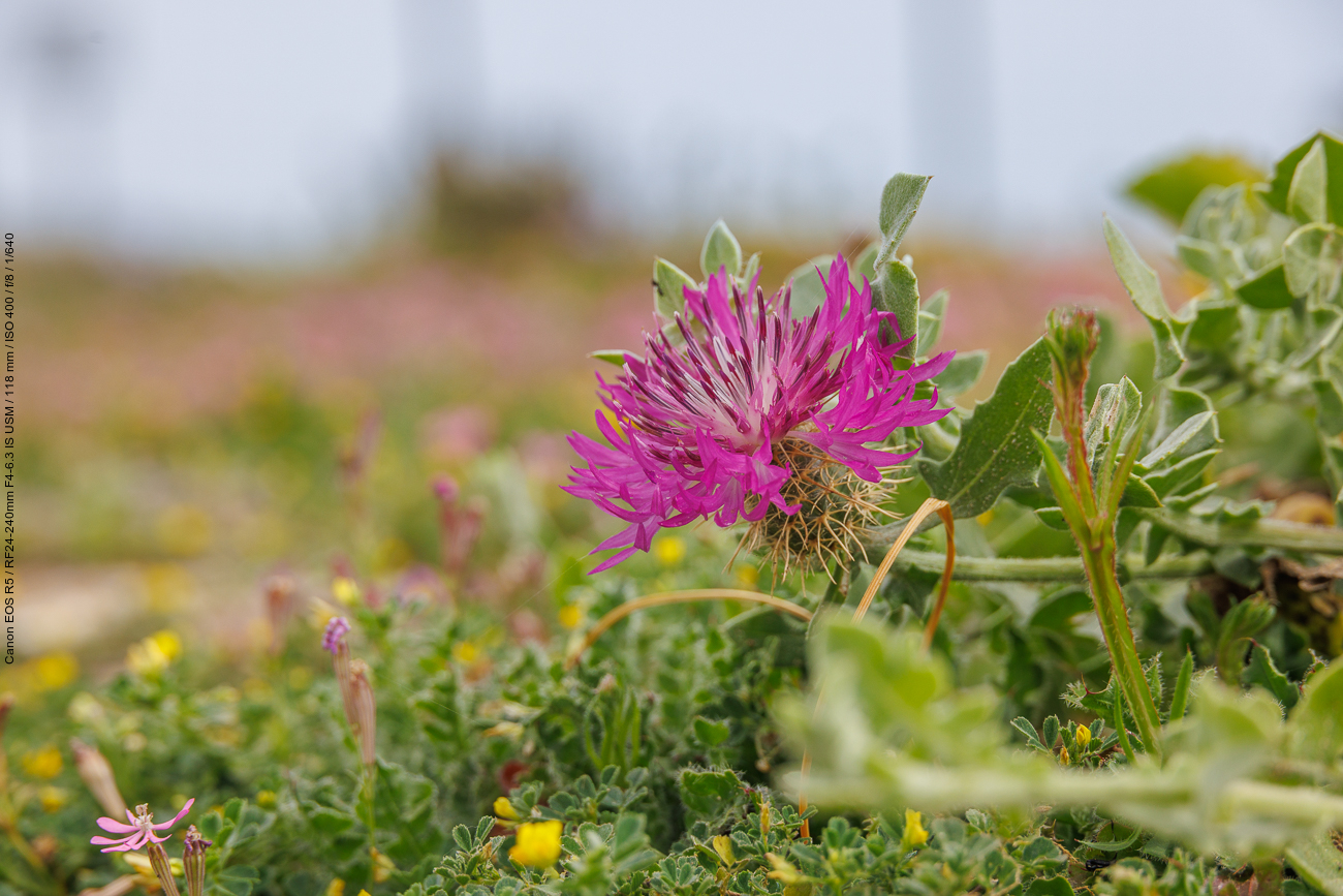 Glänzende Flockenblume [Centaurea sphaerocaphala]