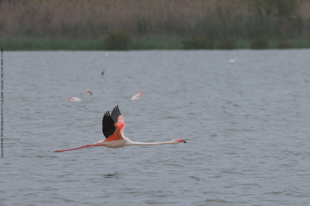 ... und schon fliegt er