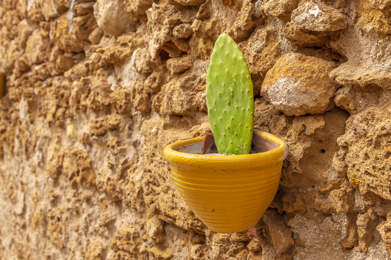 Blatt einer Opuntie [Opuntia]