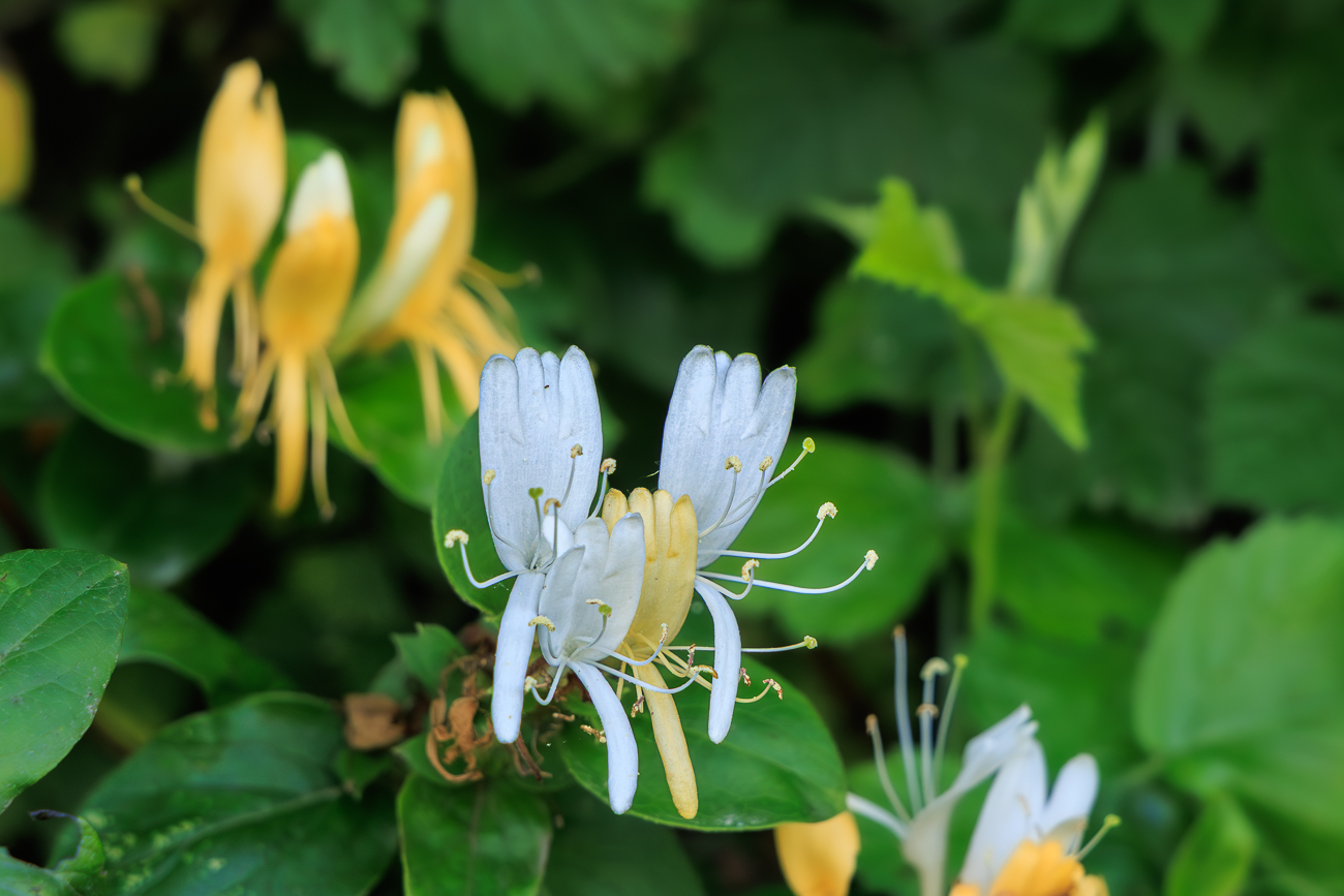 Wald Gei&szlig;blatt [Lonicera periclymenum]