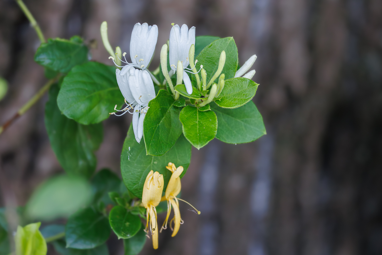 Wald Gei&szlig;blatt [Lonicera periclymenum]