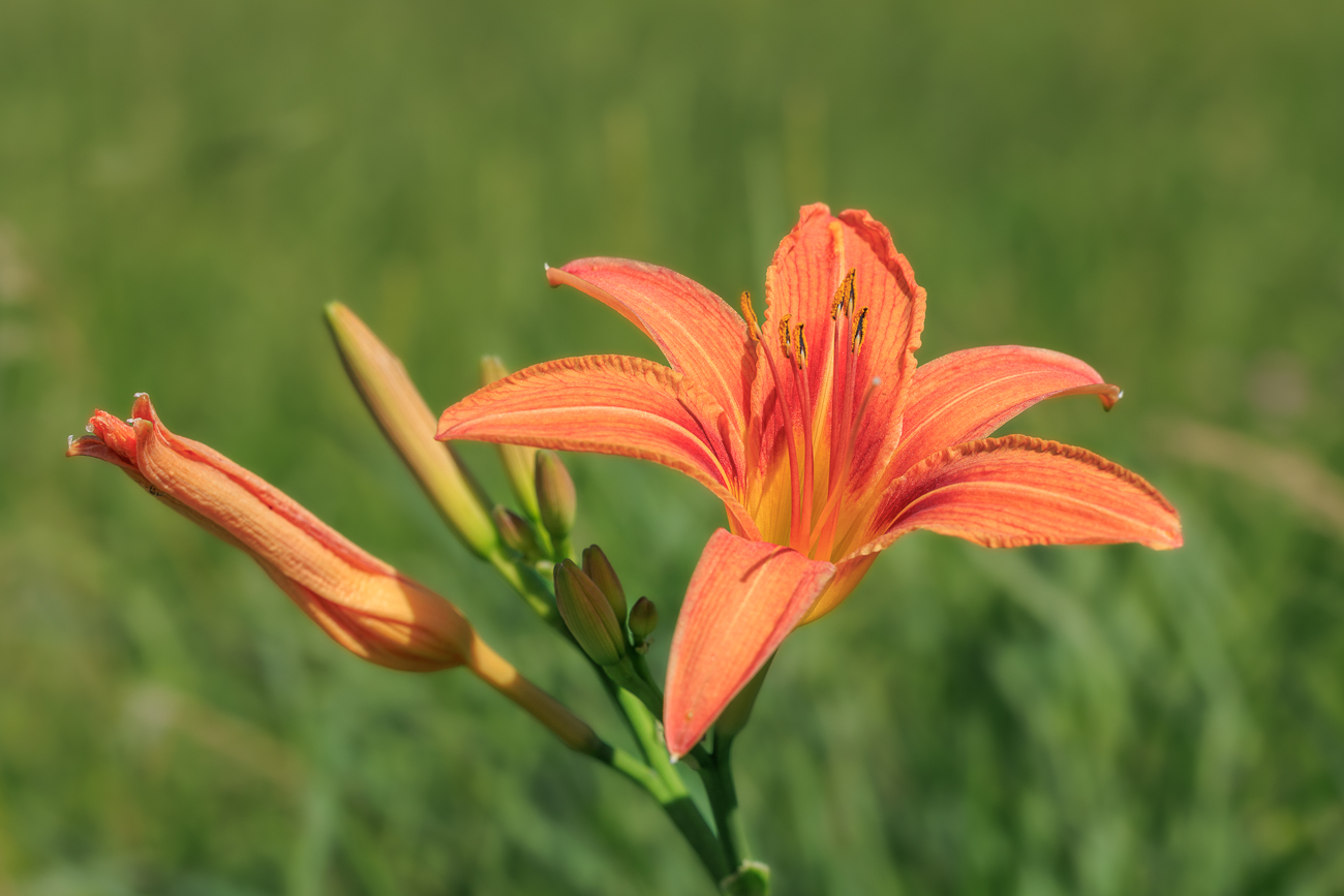 Gelbrote Taglilie [Hemerocallis fulva]