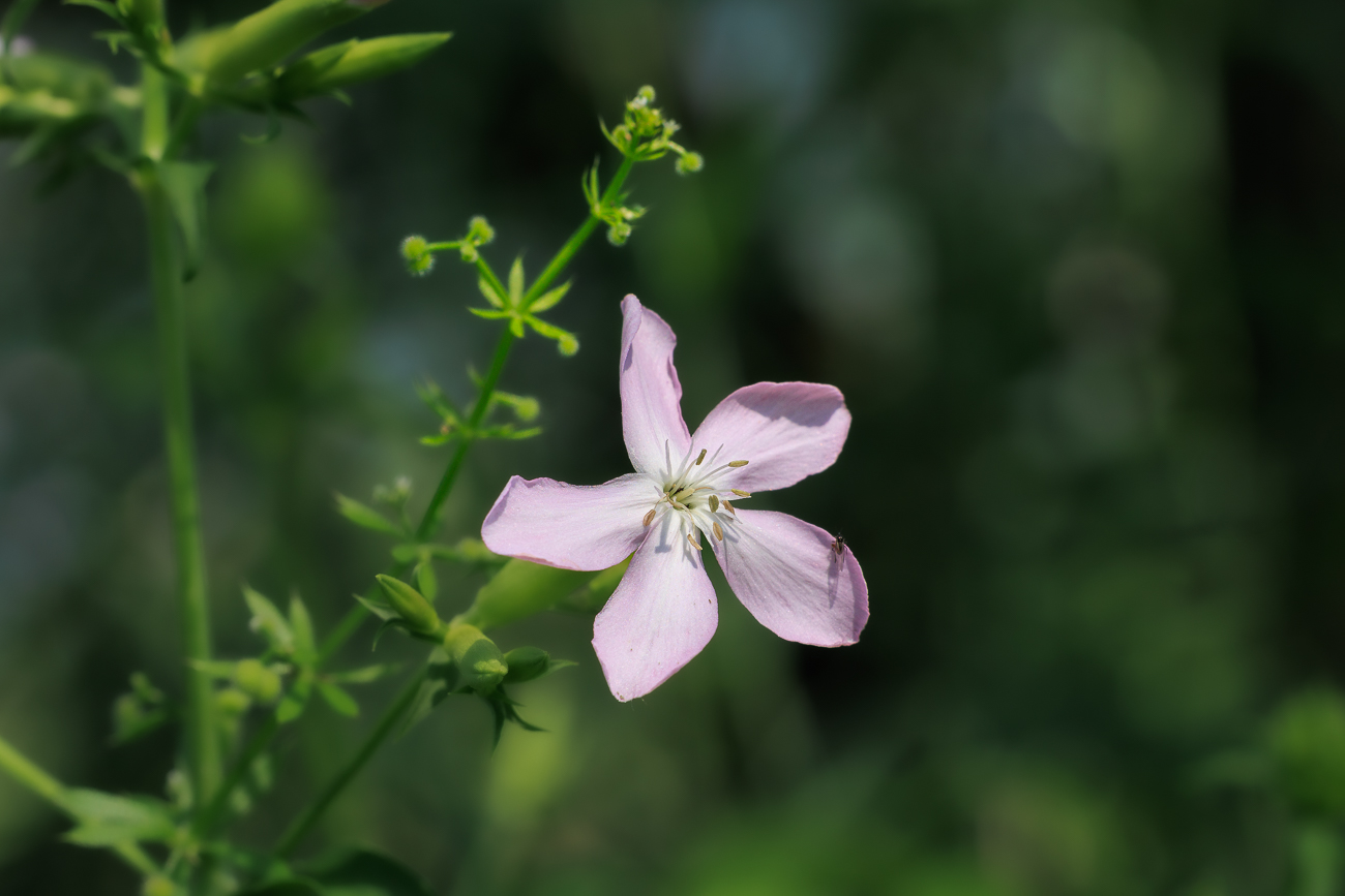 Echtes Seifenkraut [Saponaria officinalis]