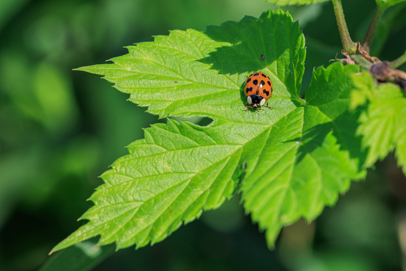 Asiatischer Marienk&auml;fer [Harmonia axyridis]