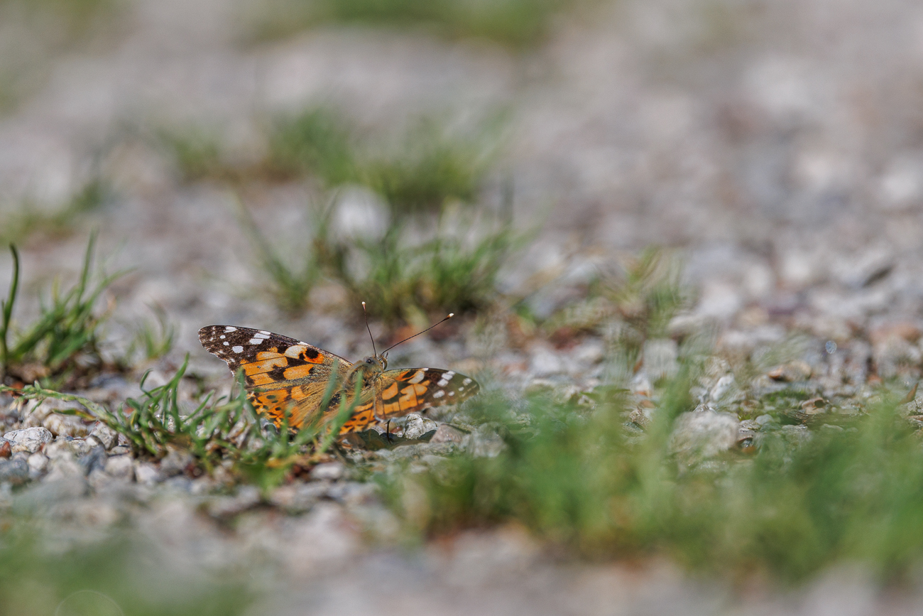 Distelfalter [Vanessa cardui]