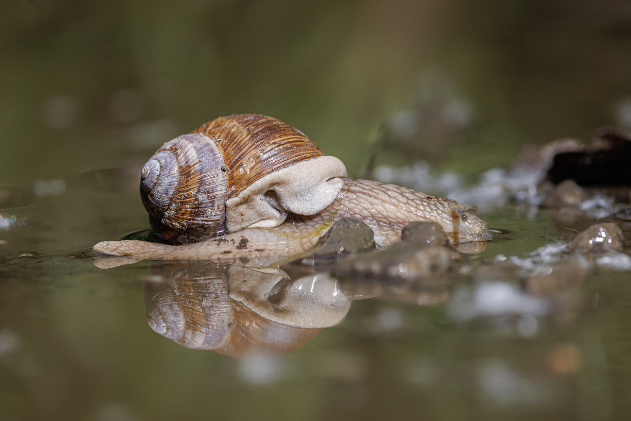 Weinbergschnecke [Helix pomatia]