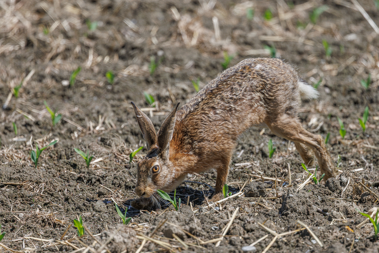 Stadt V&ouml;gel beobachten wir zwei Hasen