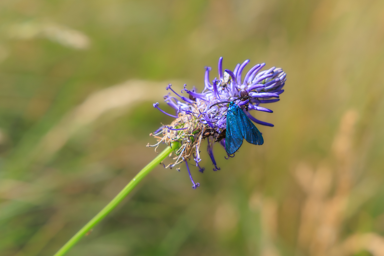 Betonien Teufelskralle [Phyteuma betonicifolium] mit vermutlich einem Ampfer-Gr&uuml;nwidderchen [Adscita statices]