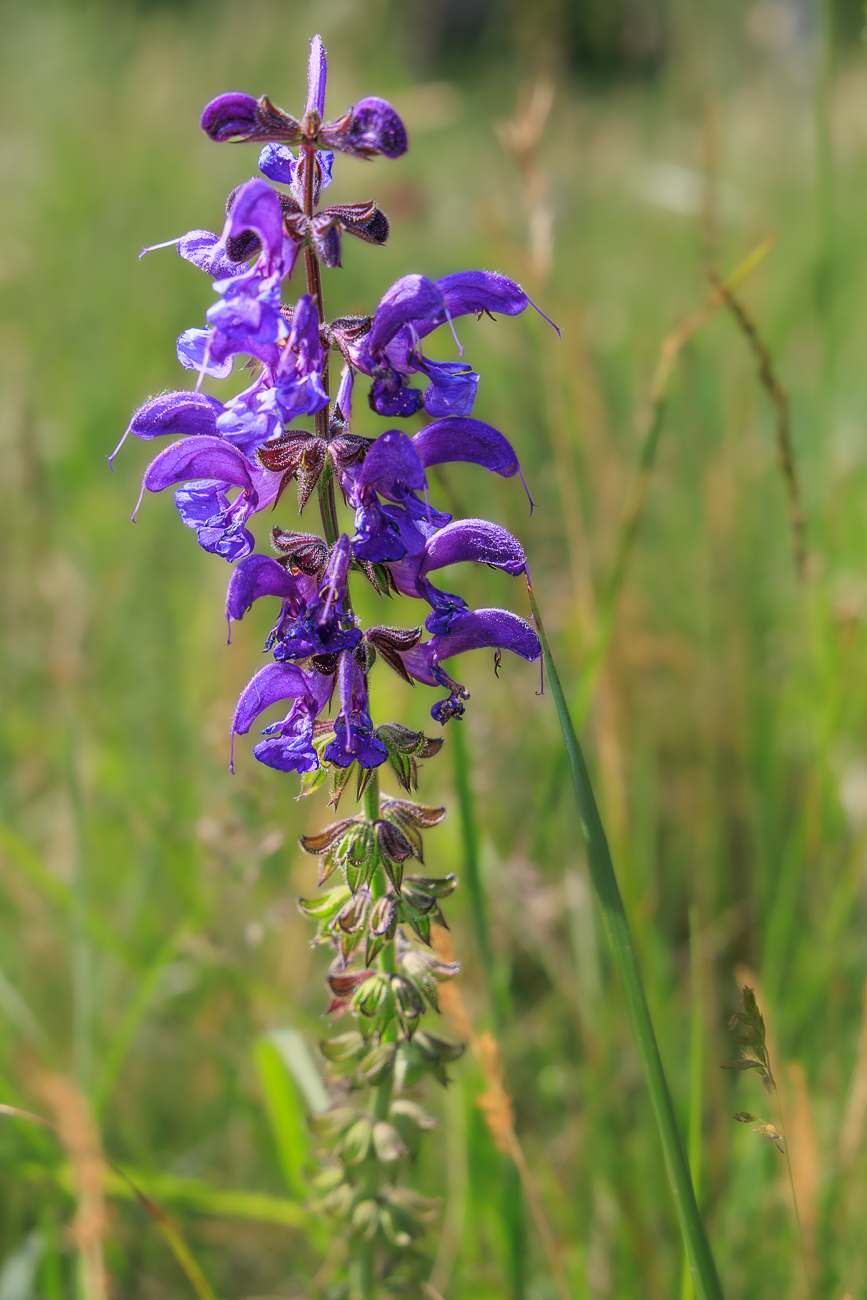 Wiesen Salbei [Salvia pratensis]