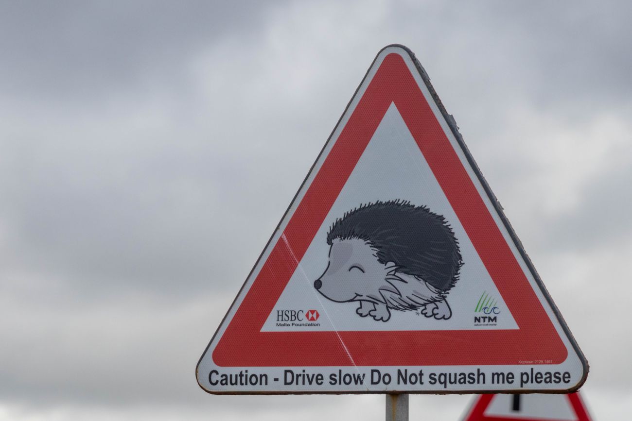 Der Igel lacht über das Wetter und hofft nicht überfahren zu werden 