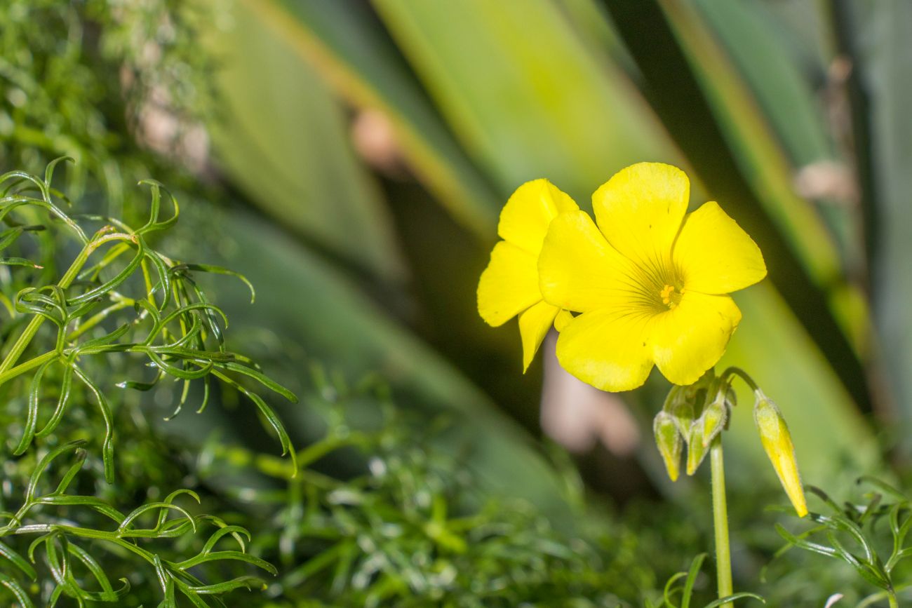 Hier gibt es schon die ersten Blumen 