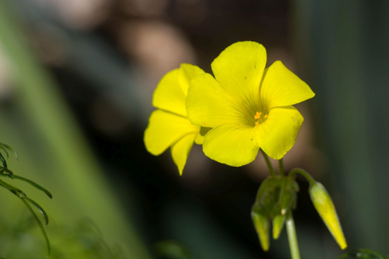 Tempel-Ausgrabungsstätte "Hagar Qim"