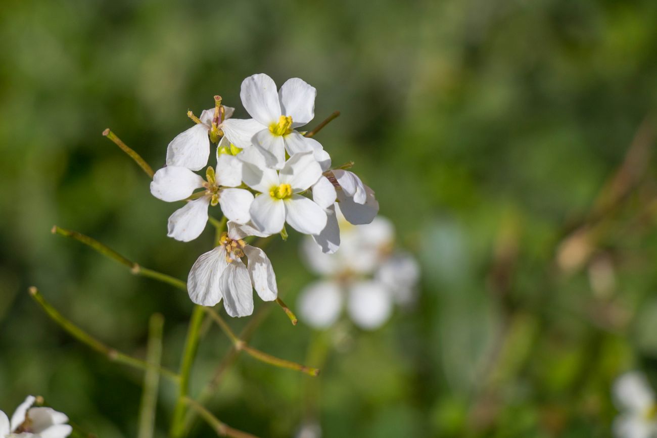 Tempel-Ausgrabungsstätte "Hagar Qim"