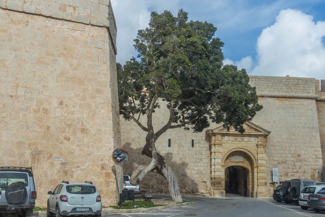 Merkwürdig gewachsener Baum 