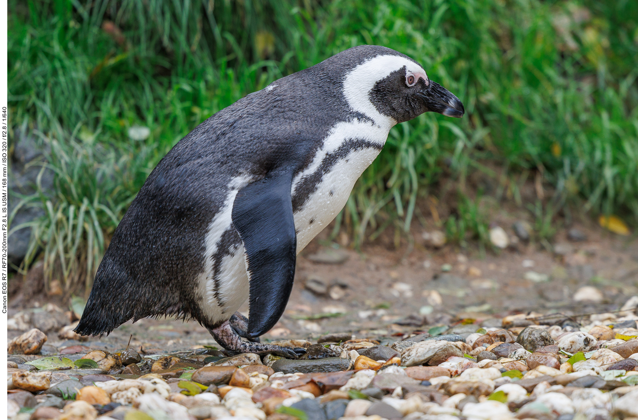 Pinguin