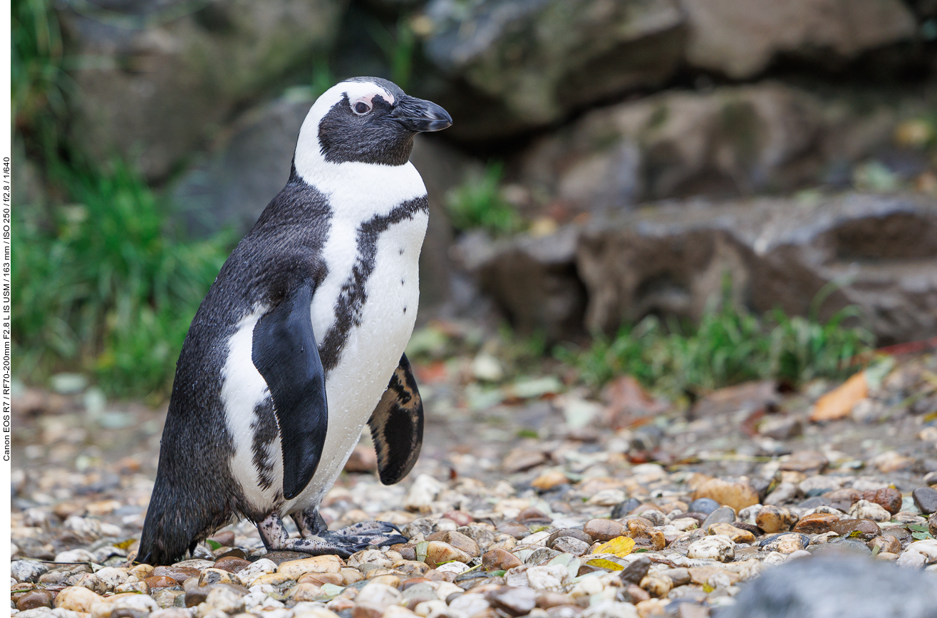 Pinguin