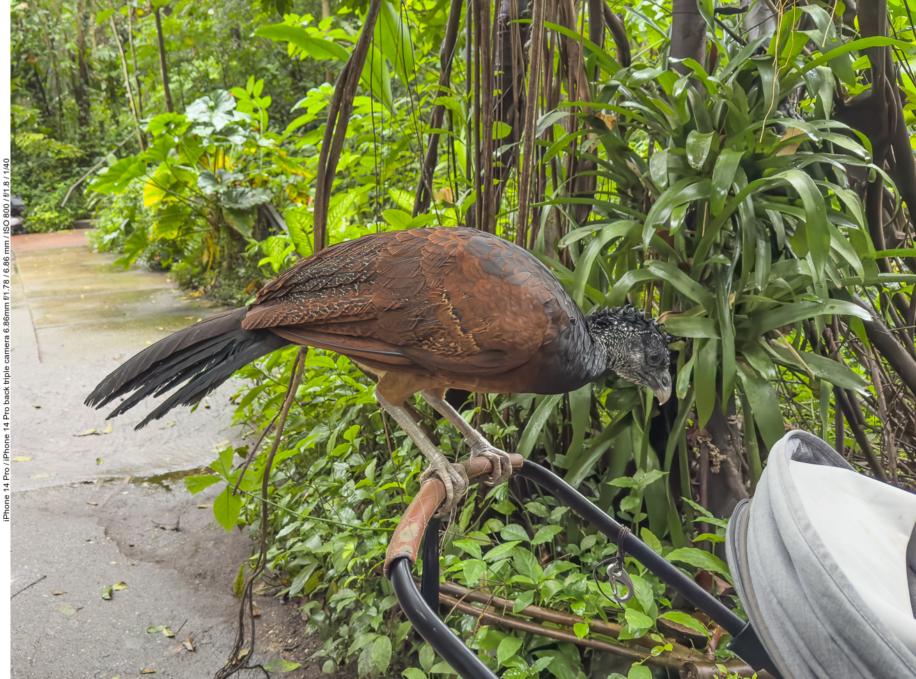 Unbekannter Vogel, der sich auf einen Kinderwagen setzte