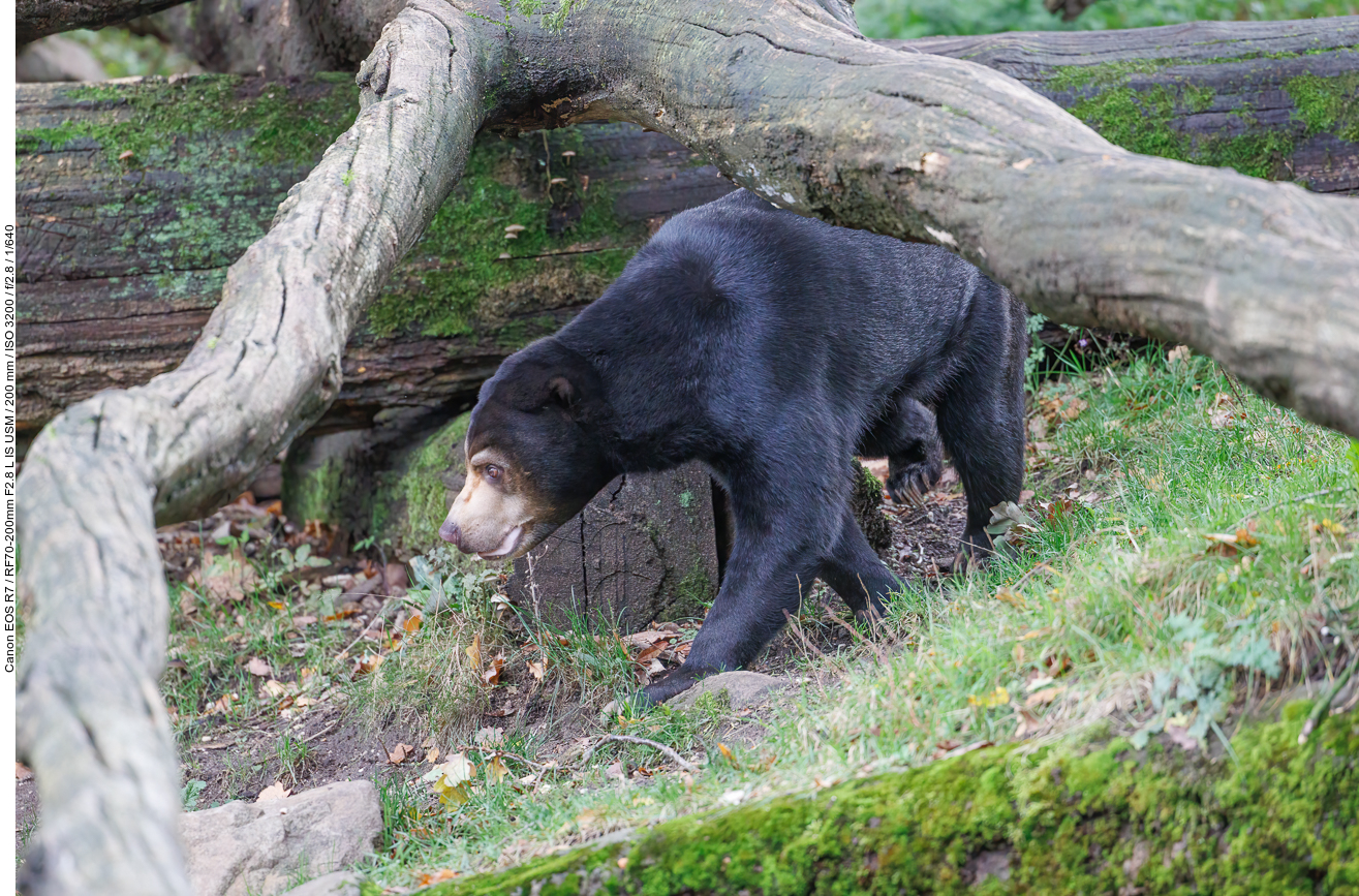 Malaienbär