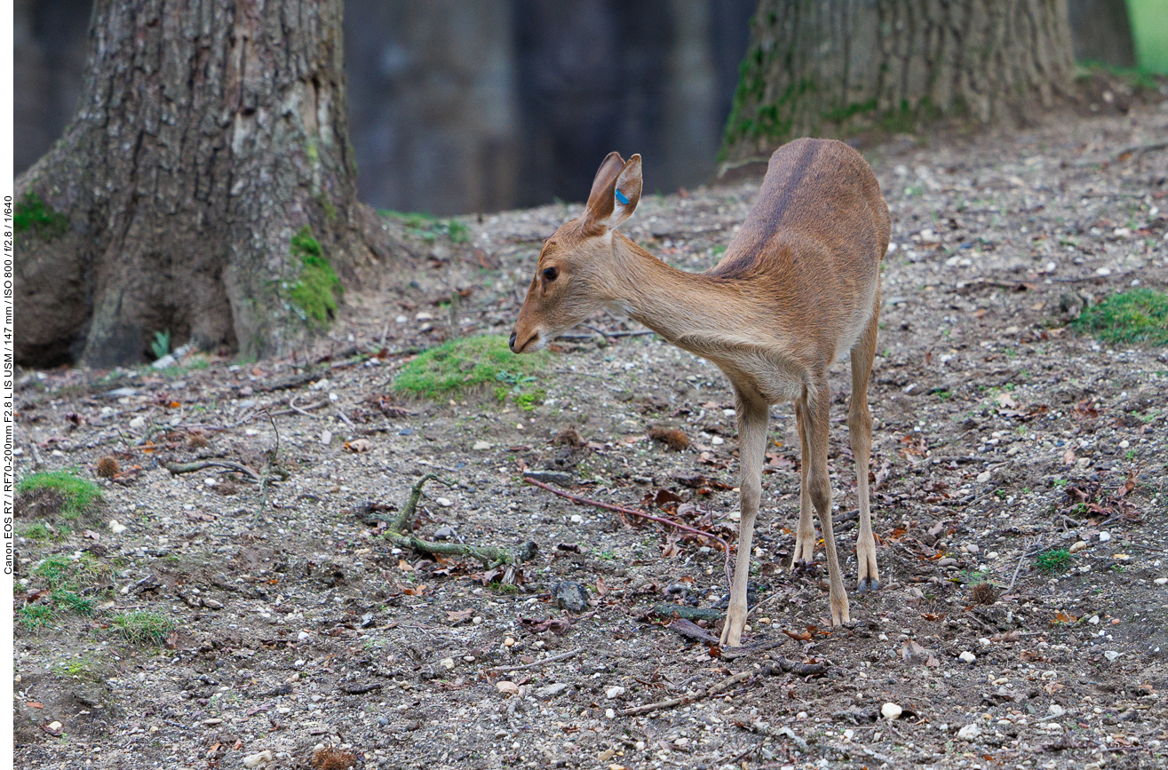 Antilope