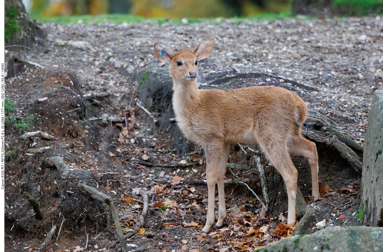 Junge Antilope