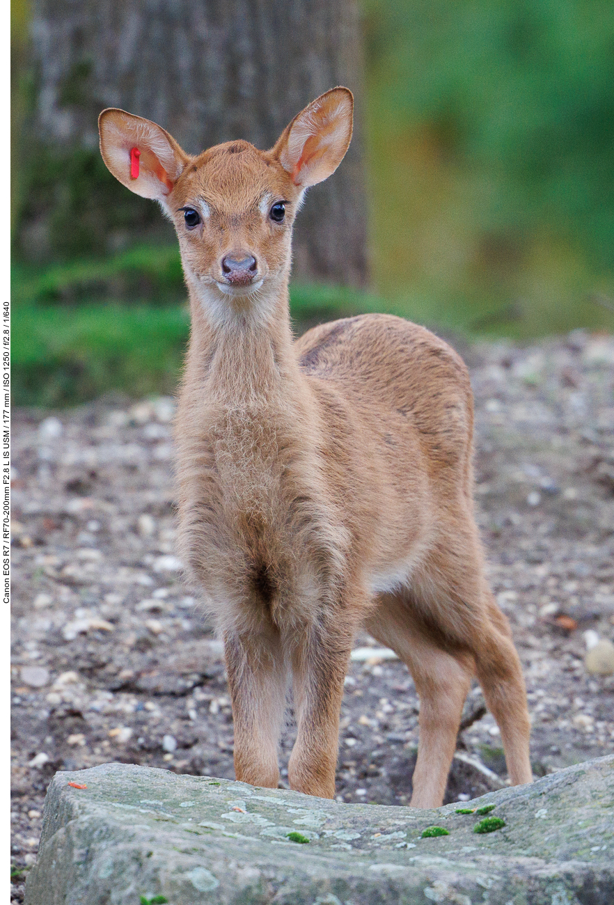 Junge Antilope