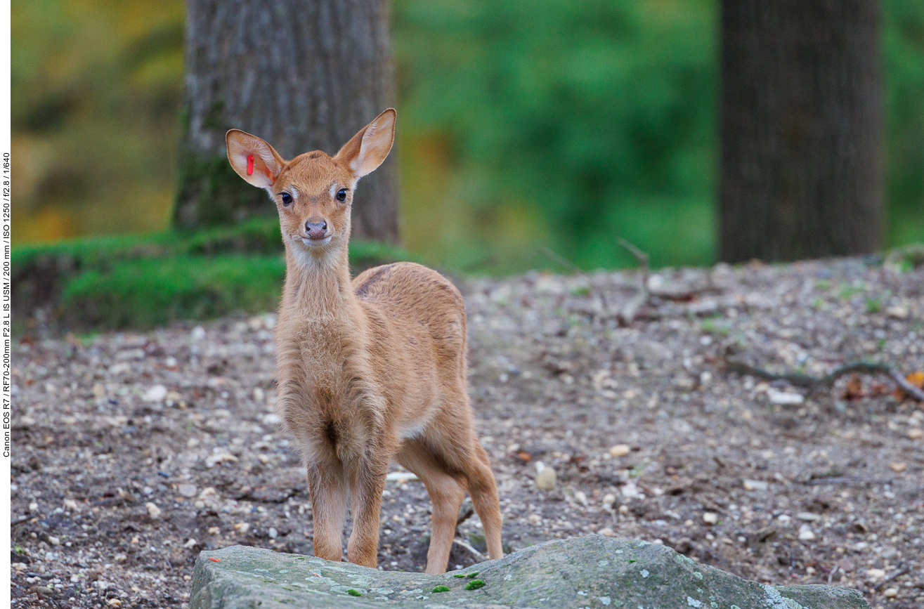 Junge Antilope