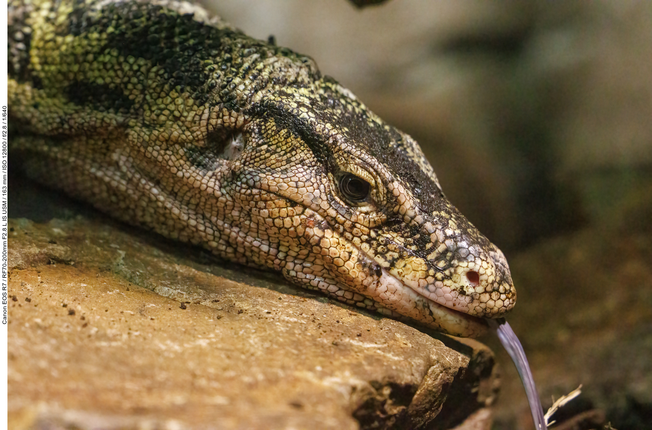 Bindenwaran [Varanus salvator]