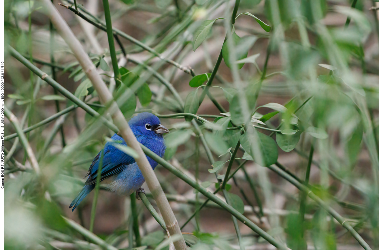 Rosenbauchfink [Passerina rositae]