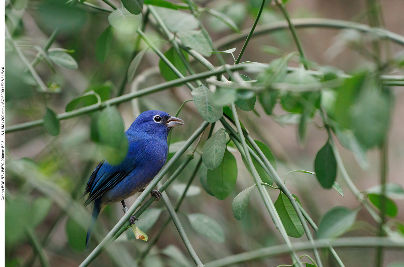 Rosenbauchfink [Passerina rositae]
