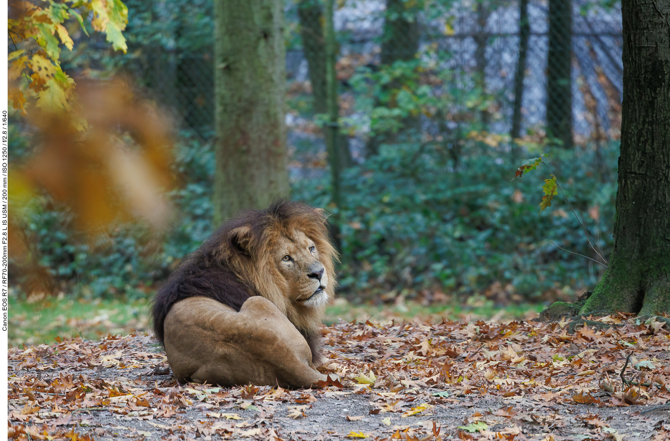 Afrikanischer Löwe