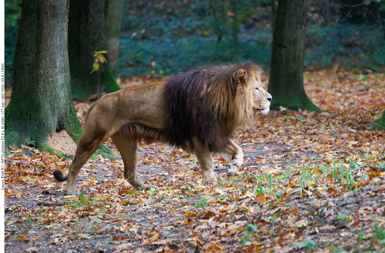Afrikanischer Löwe
