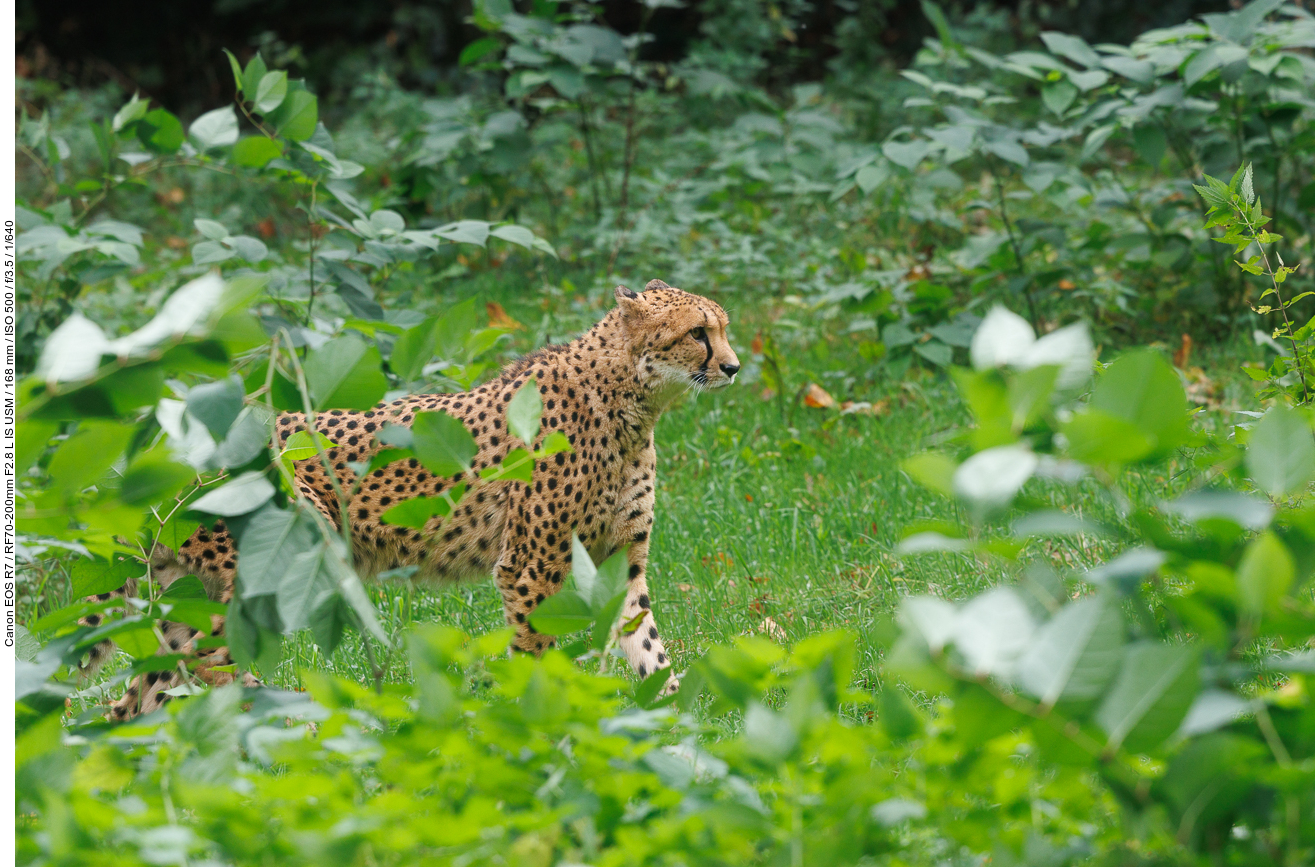 Gepard