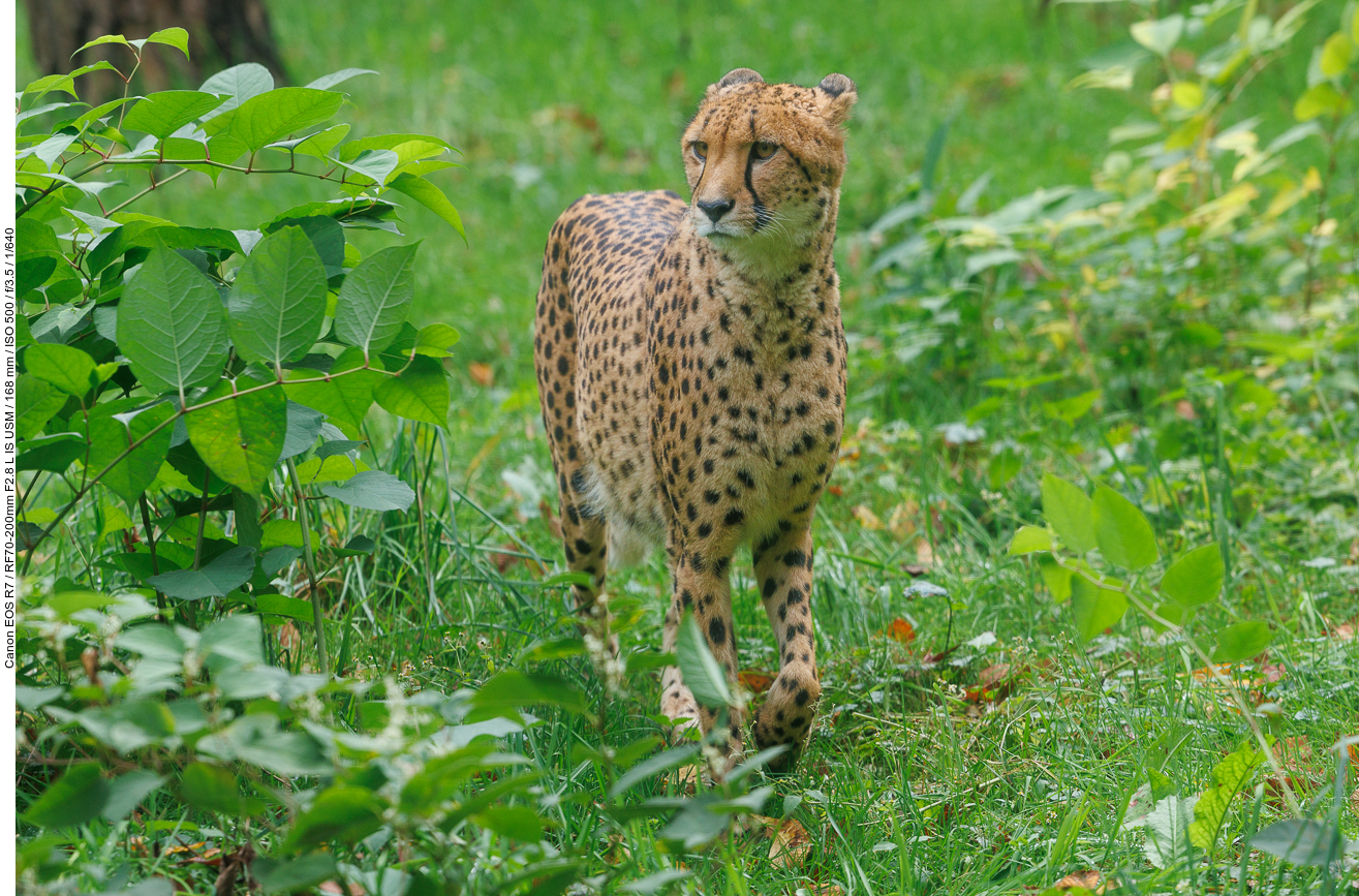 Gepard