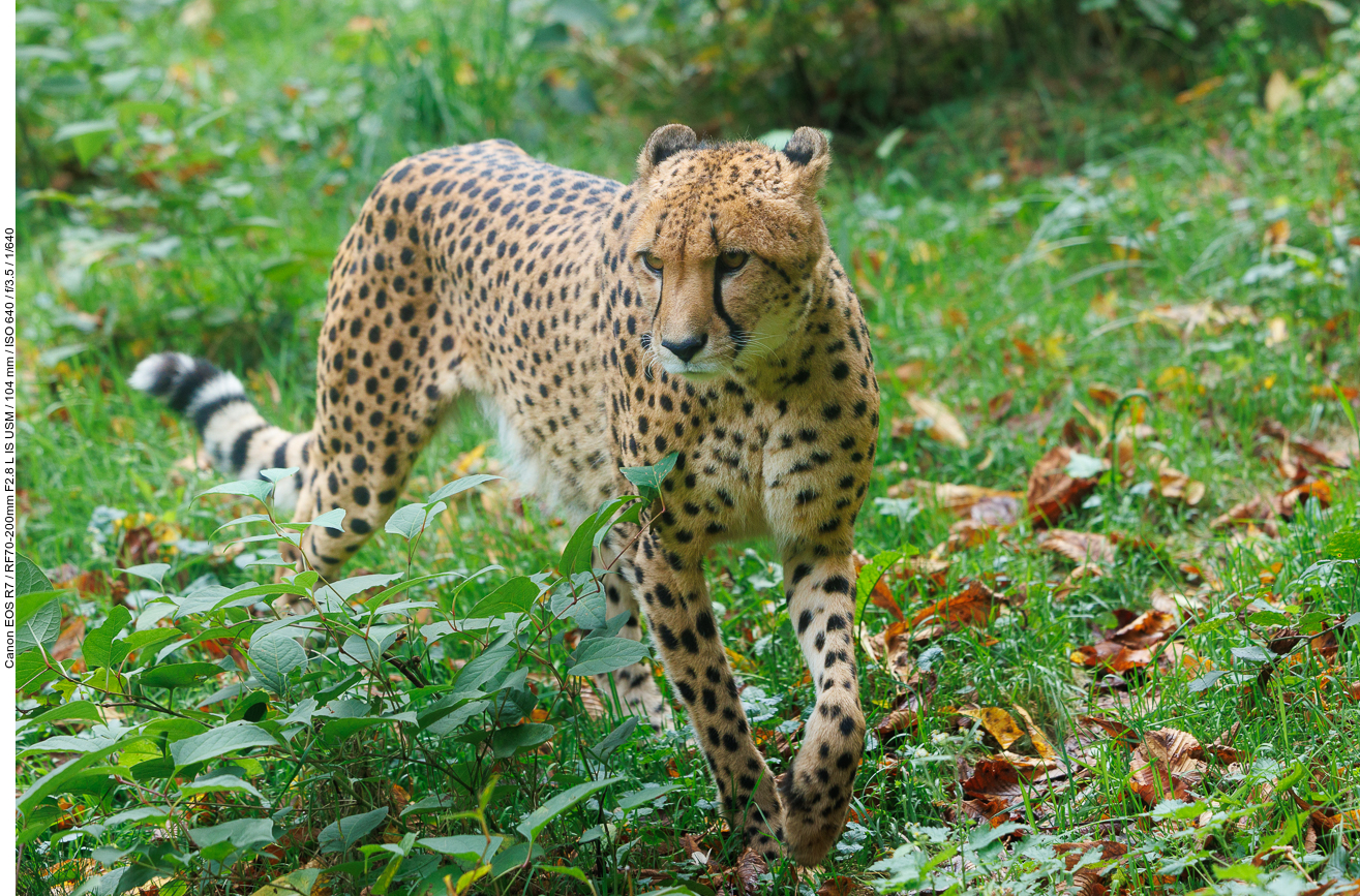 Gepard