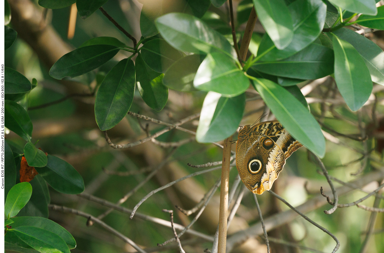Bananenfalter, Gattung Caligo