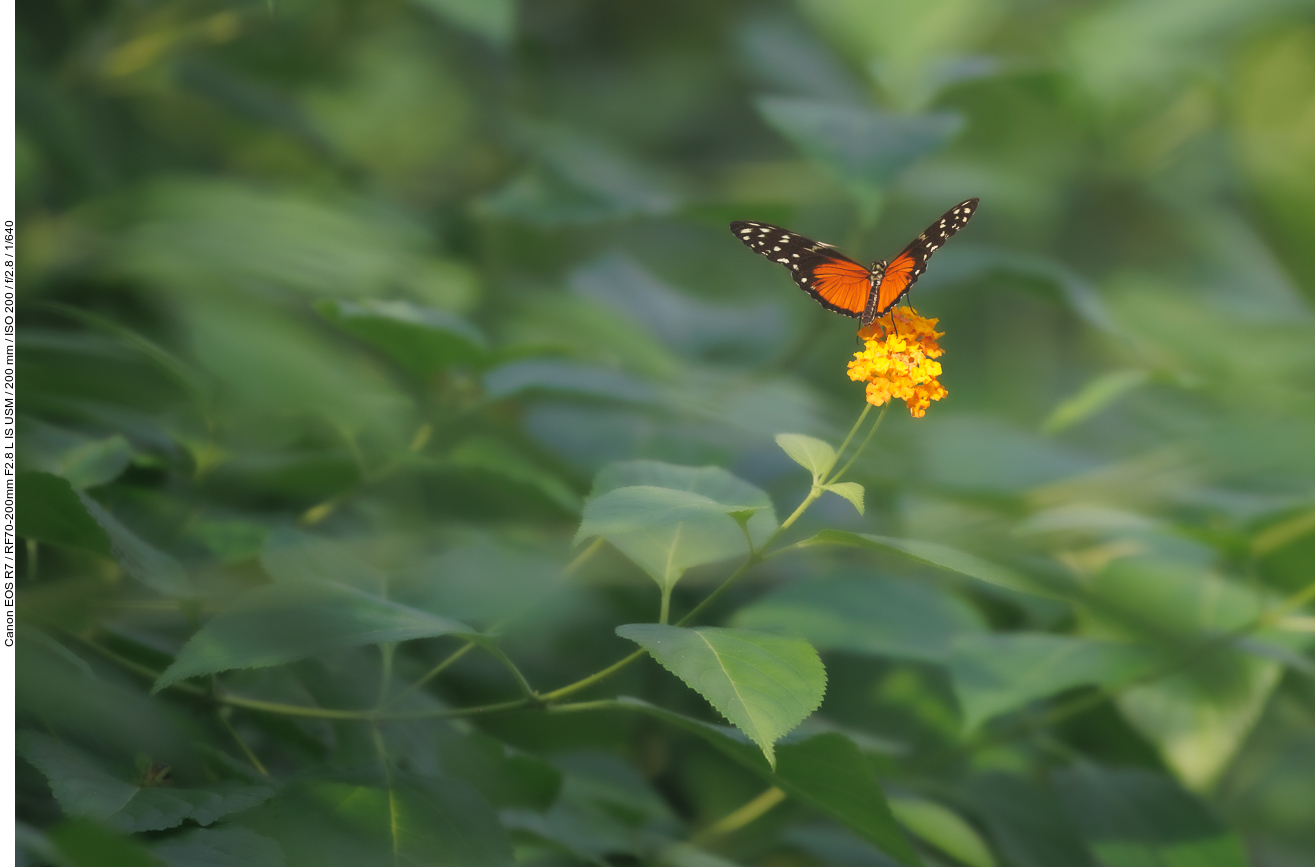Goldener Hekale [Heliconius hecale]