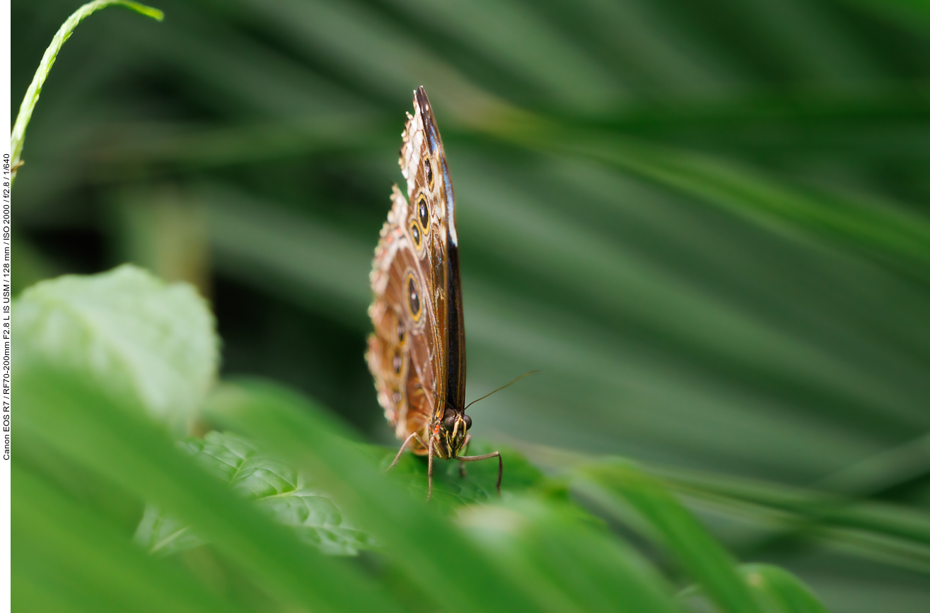 Bananenfalter, Gattung Caligo