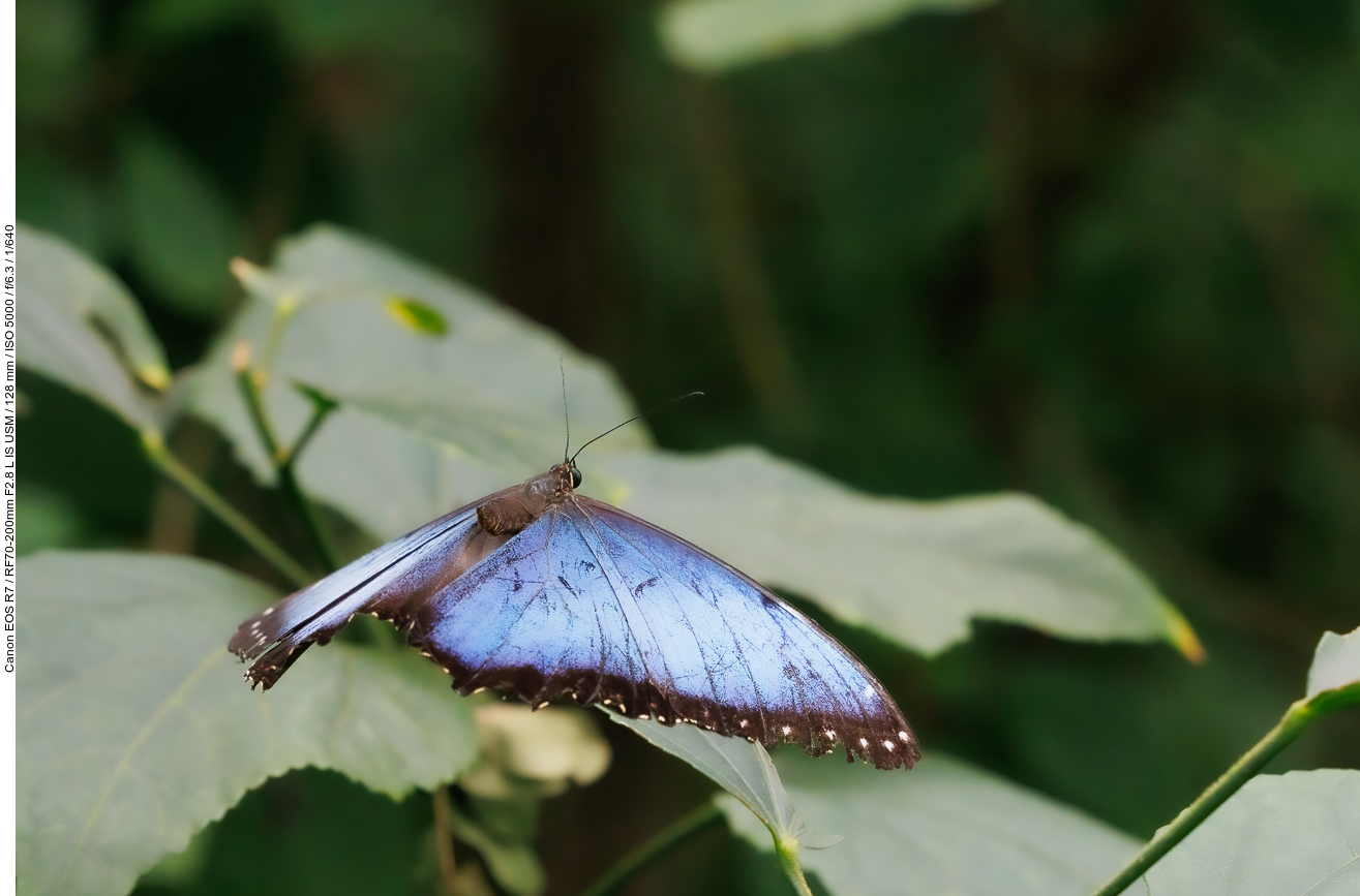 Blaue Morphofalter [Morpho peleides]