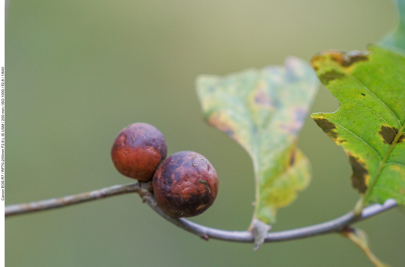 Der rundliche Gallapfel, auch Eichengalle, Eichengallapfel und Blattgalle (von lateinisch galla) sowie Eichapfel genannt, ist eine meist gerbstoffhaltige Pflanzengalle, eine Wucherung, die im Herbst an der Unterseite von Eichenblättern, insbesondere von Quercus infectoria, aber auch von der Traubeneiche und der Stieleiche, vorkommt. Er entsteht durch abgelegte befruchtete Eier von Gallwespen (Cynipidae), etwa der Gemeinen Eichengallwespe (Cynips quercusfolii).