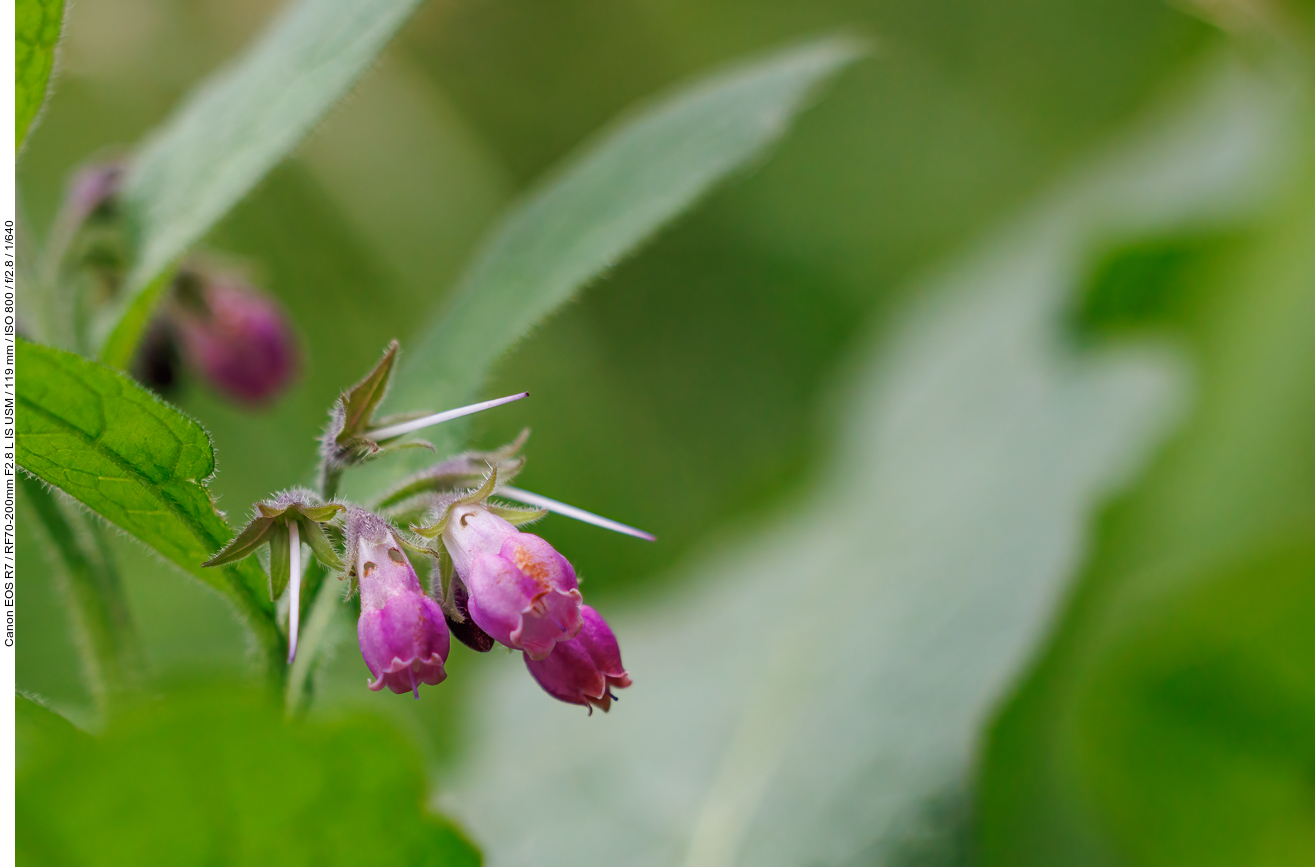 Echter Beinwell [Symphytum officinale]