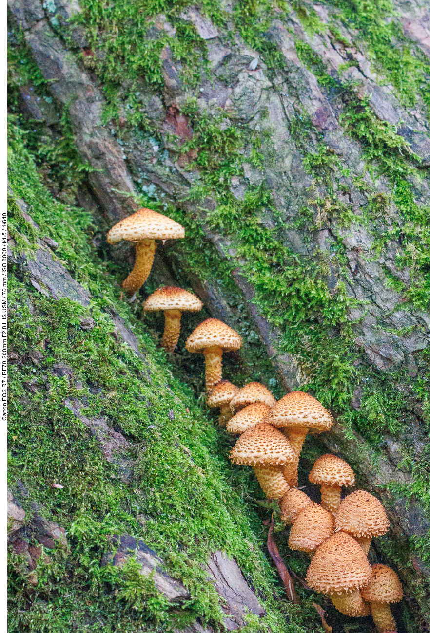 Sparriger Schüppling [Pholiota spuarrosa]