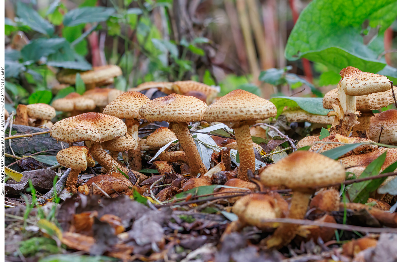 Sparriger Schüppling [Pholiota spuarrosa]