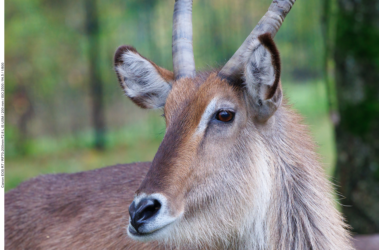 Ellipsen-Wasserbock